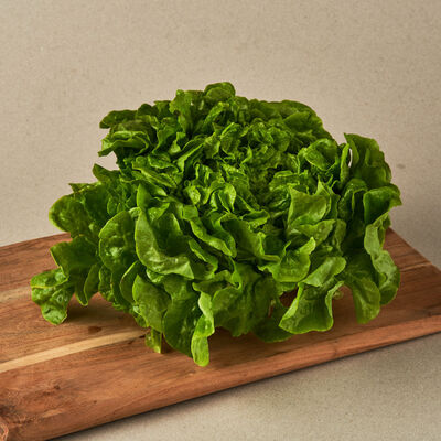 Enciam roure verd extra 