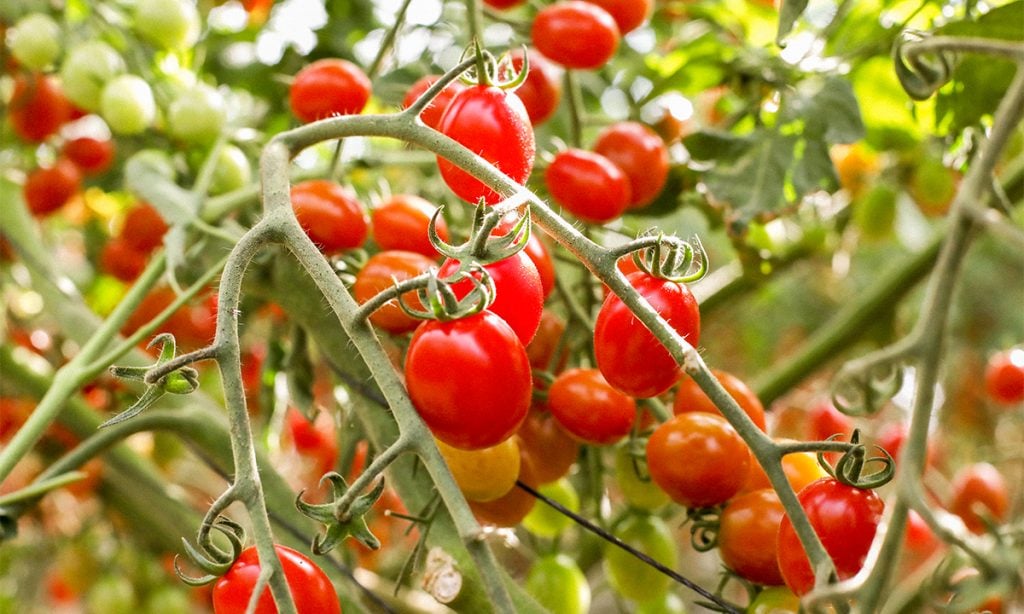 tomate cherry