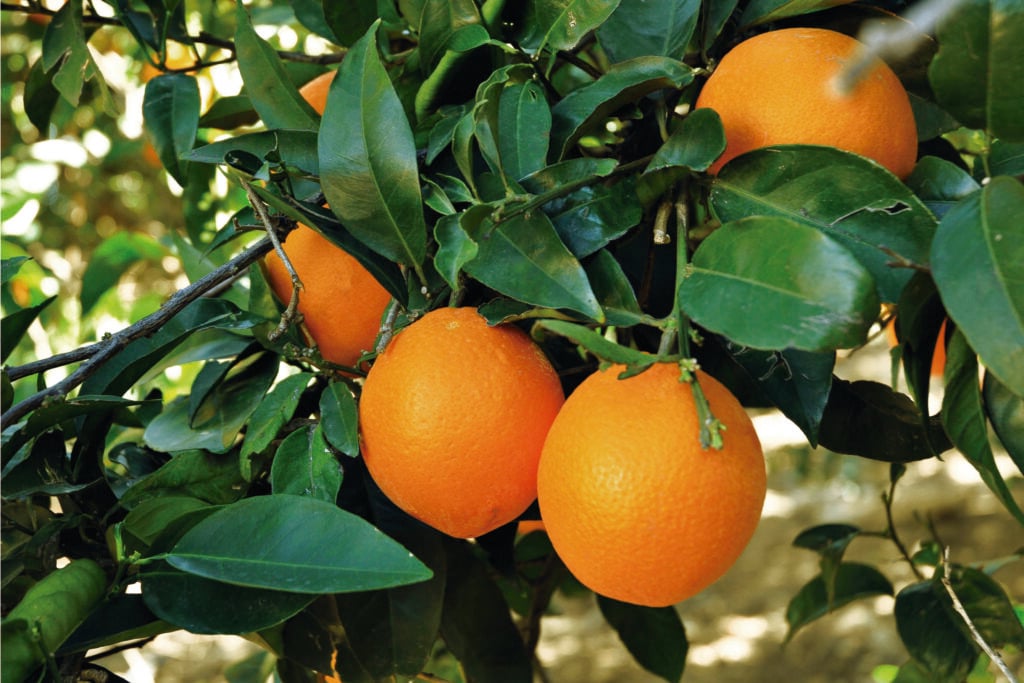 Mandarines i taronges dels nostres camps